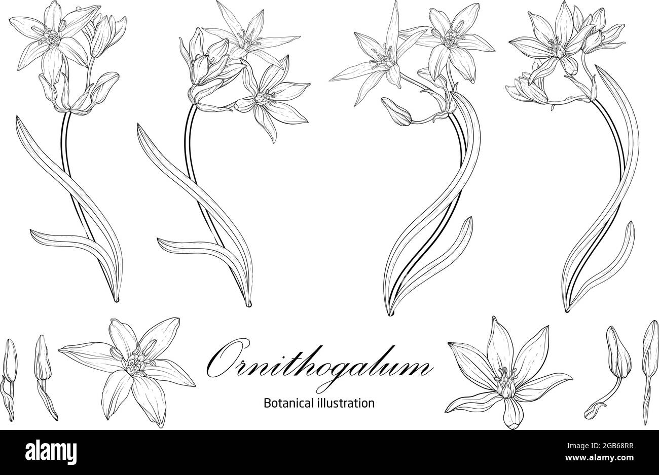 Botanical illustration, flower compositions. Black and white Stock Vector