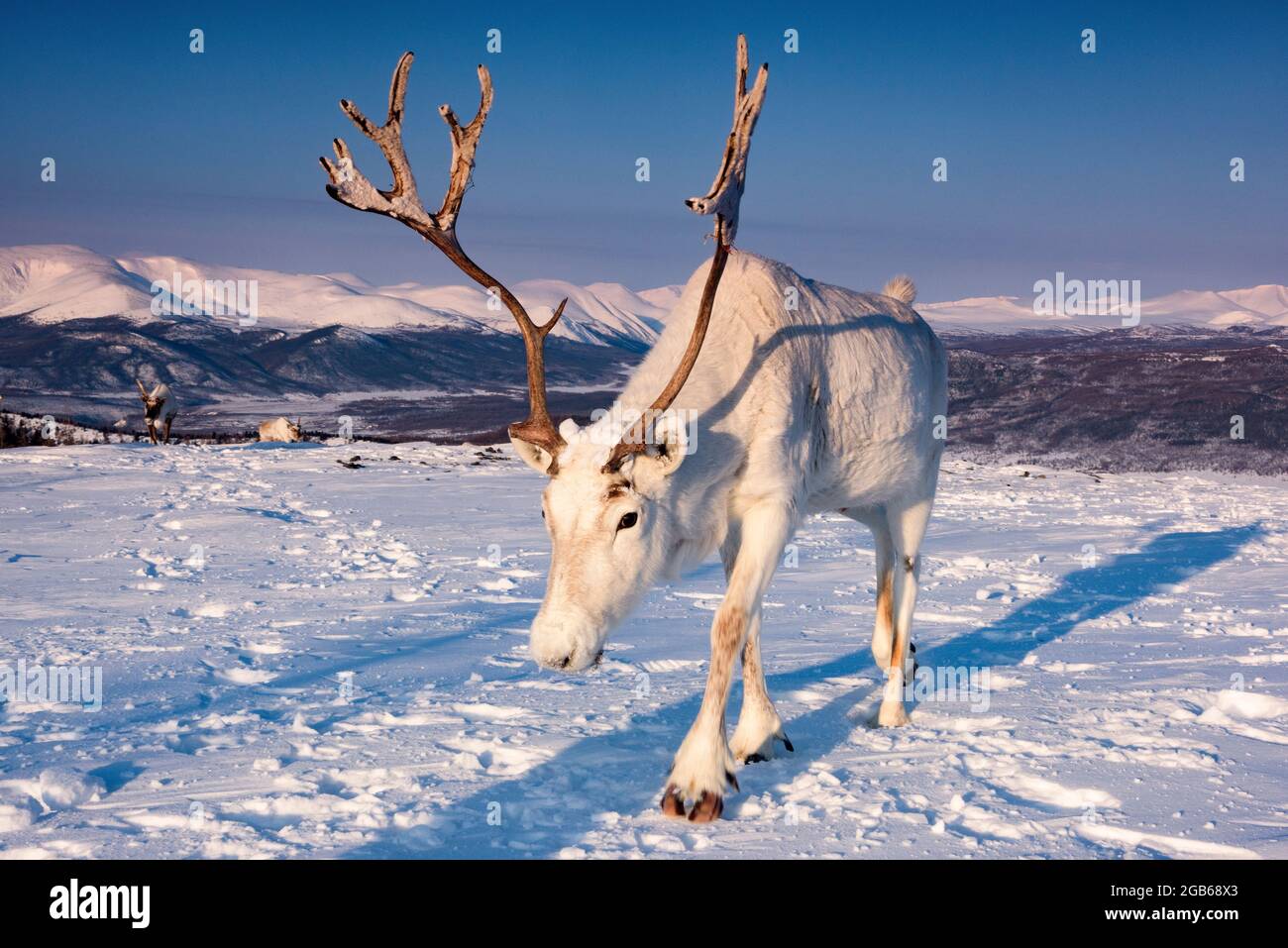 Reindeer in the Mongolian taiga in winter, lit by the warm light of the rising sun., ADDITIONAL-RIGHTS-CLEARANCE-INFO-NOT-AVAILABLE Stock Photo