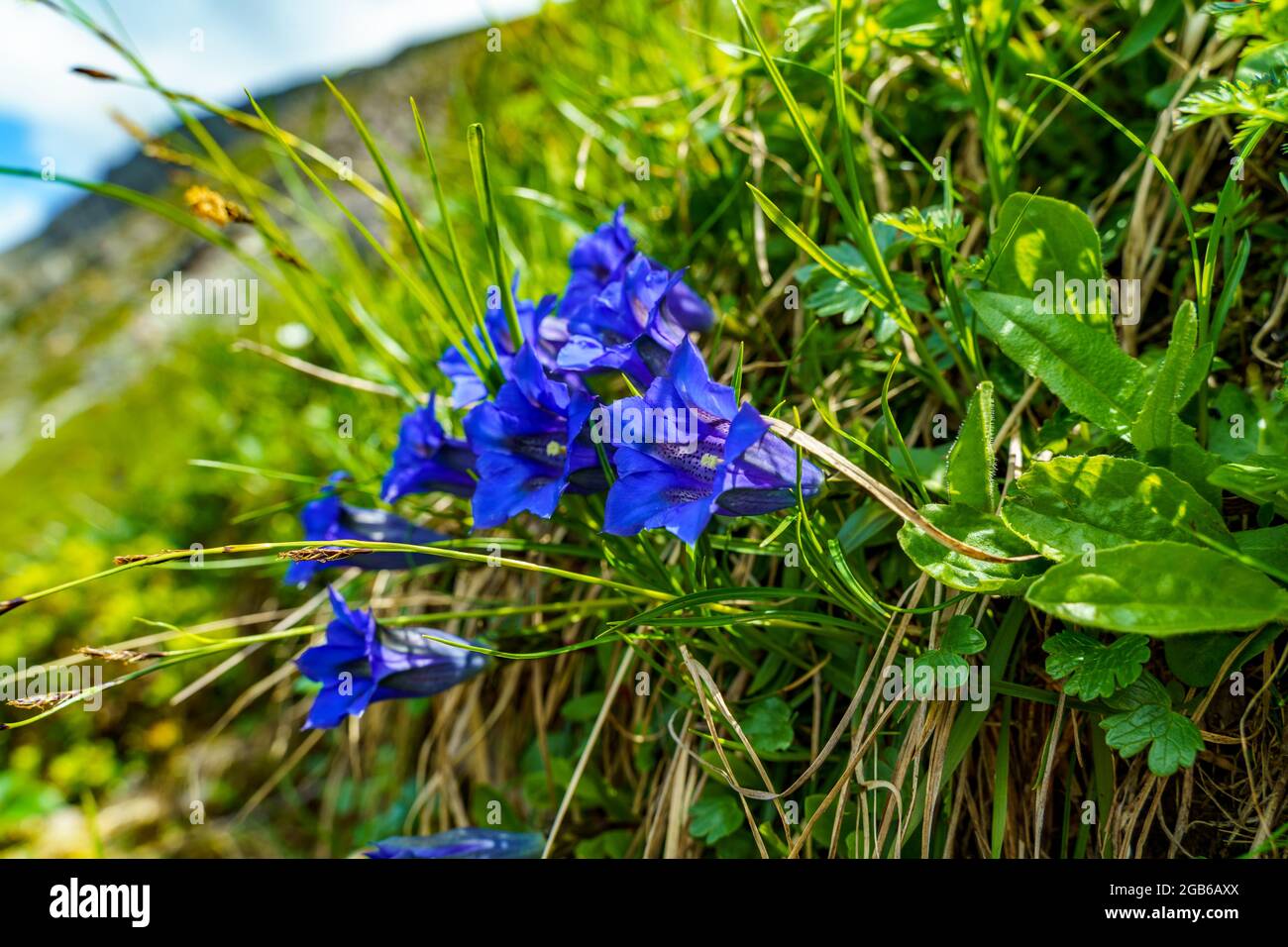 blue gentian flowers in the alpine green meadow by the way. illuminated blossoms on the steep slope of the mountains from Vorarlberg, by lake of Brand Stock Photo