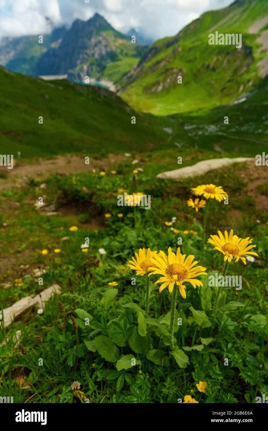 alpine gelbe Margeriten am Wegrand um den Lünersee, Vorarlberg Alpen. herrliche Aussicht auf den türkisfarbenen Stausee und die blumenübersäten Wiesen Stock Photo