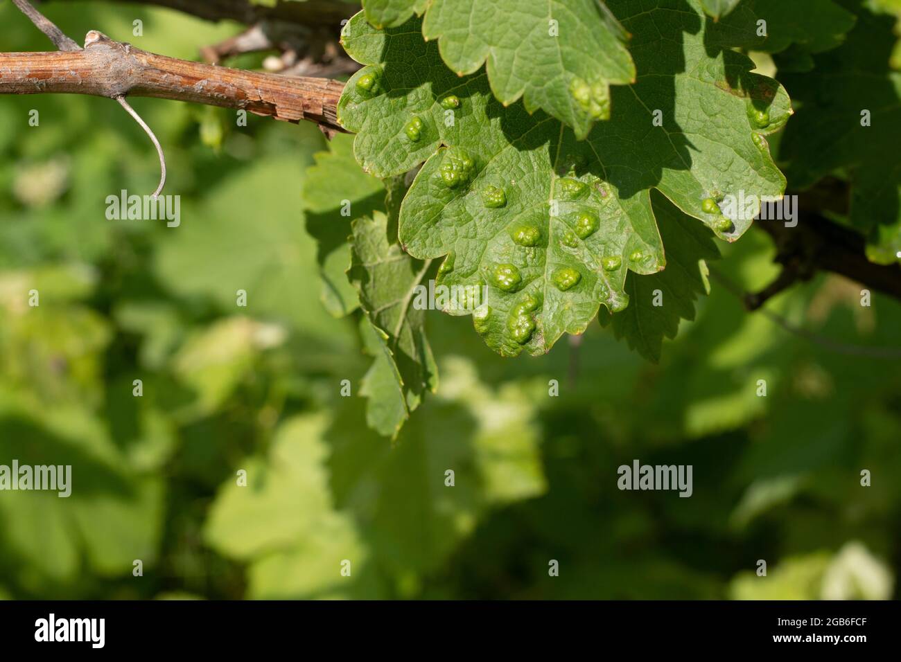 Blisters on a grape leaf damaged by spider mites in a vineyard. Vineyard diseases Stock Photo