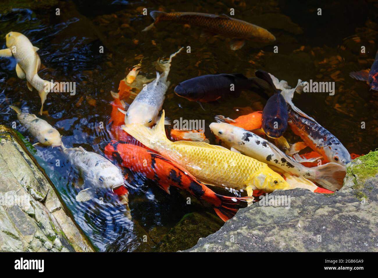 colorful fish, pond, garden, water, nature, tranquil, peaceful, movement, marine animals, koi, PA, Pennsylvania, USA, PR Stock Photo