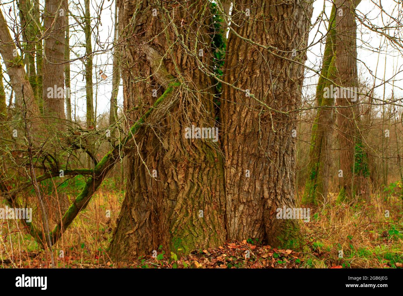 a exterior picture of an Pacific Northwest forest with old growth aCottonwood tree Stock Photo