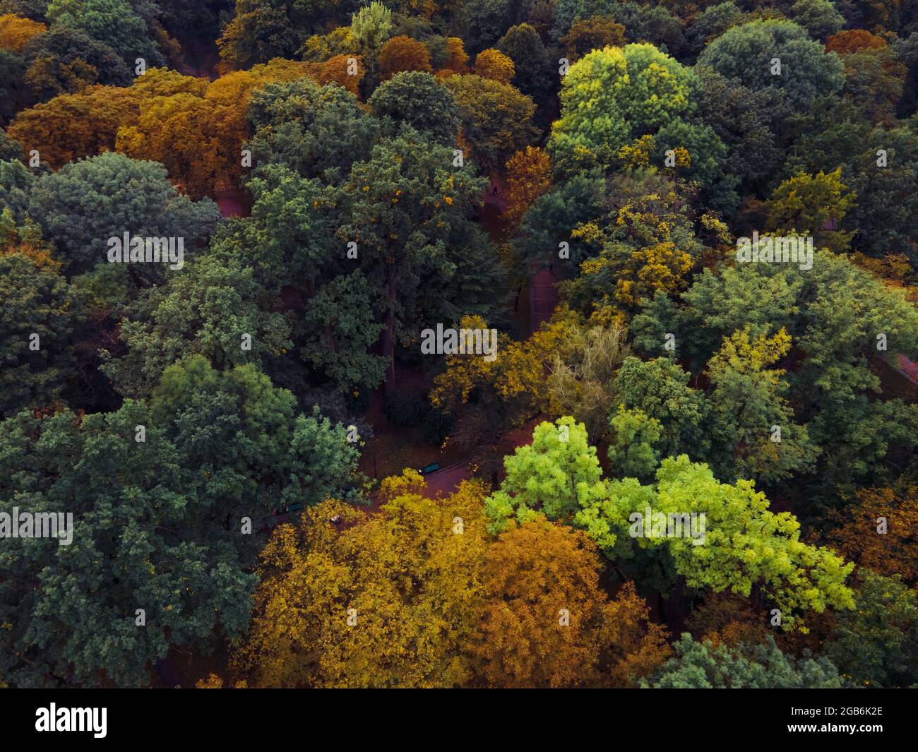 aerial view of autumn forest colorful trees Stock Photo - Alamy