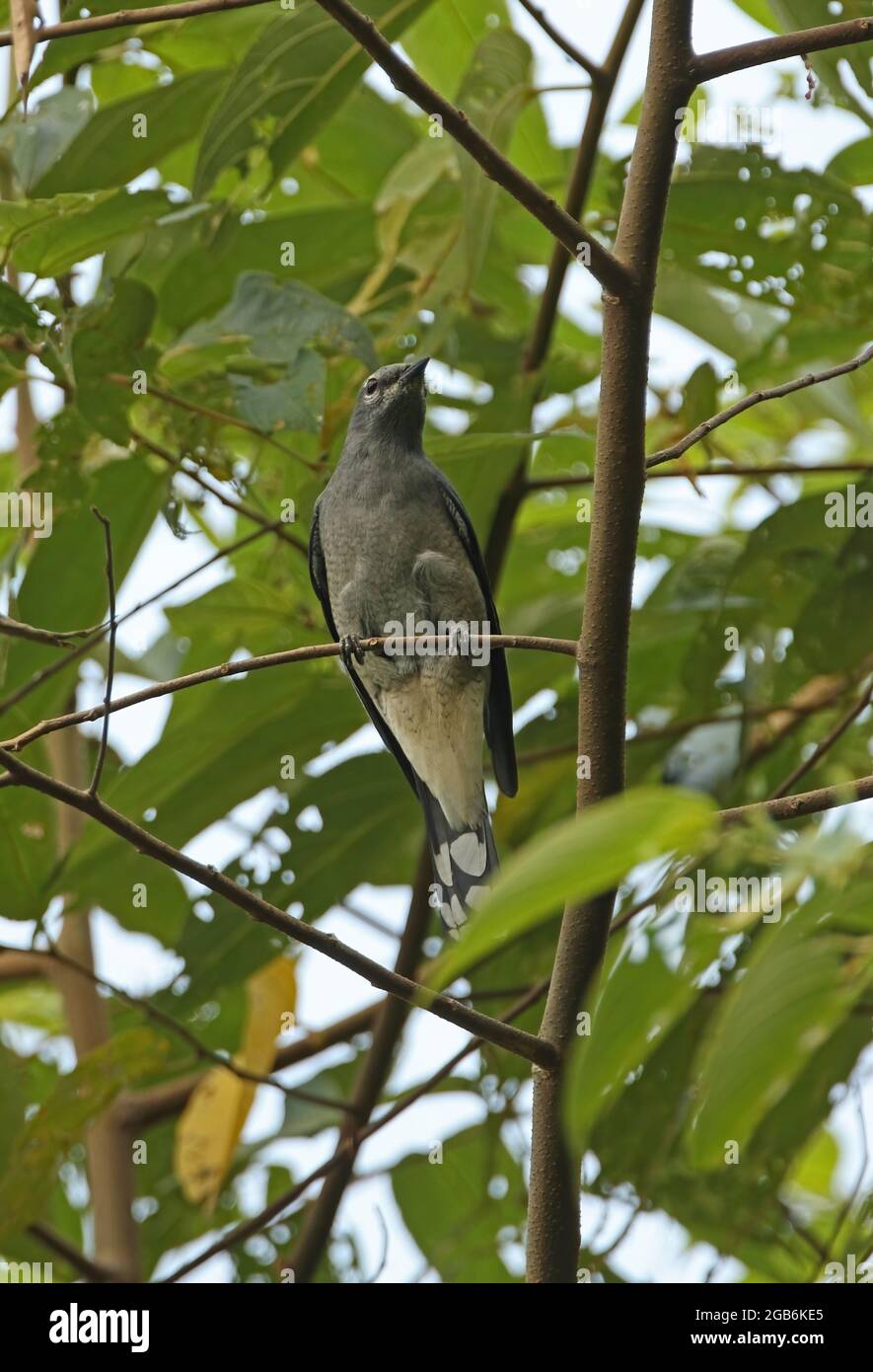 Black-winged Cuckooshrike (Lalage melaschistos avensis) adult male perched in tree Kaeng Krachan NP, Thailand          November Stock Photo