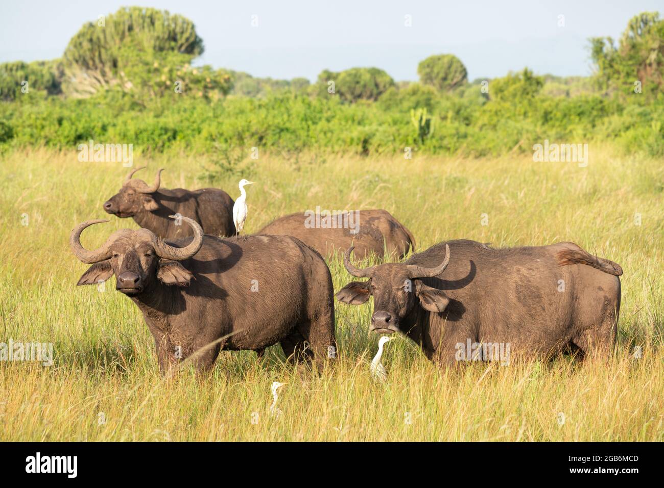 African buffalo (Syncerus caffer), National Parks of Uganda Stock Photo