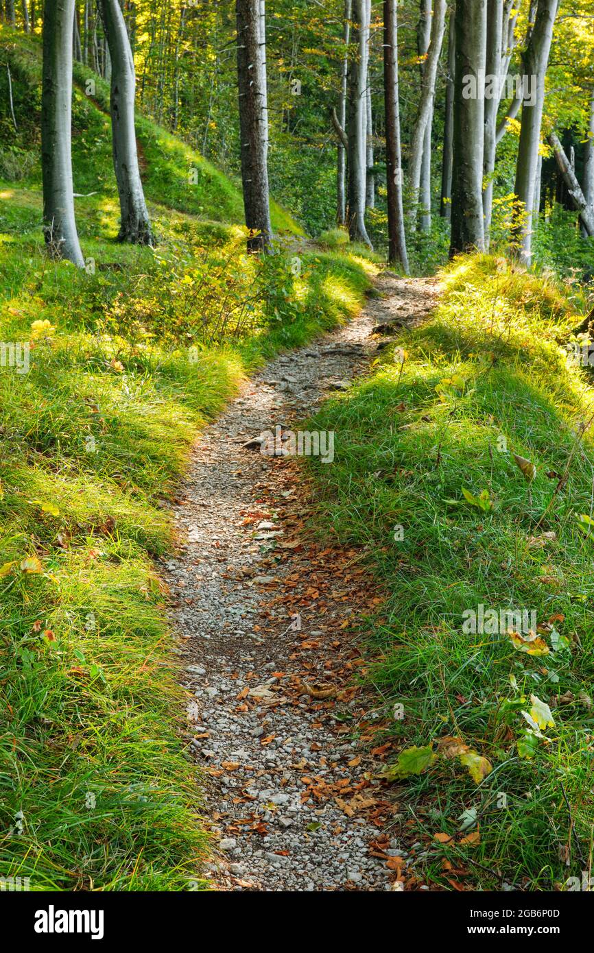 geography / travel, Switzerland, forest track, Basel Country, NO-EXCLUSIVE-USE FOR FOLDING-CARD-GREETING-CARD-POSTCARD-USE Stock Photo