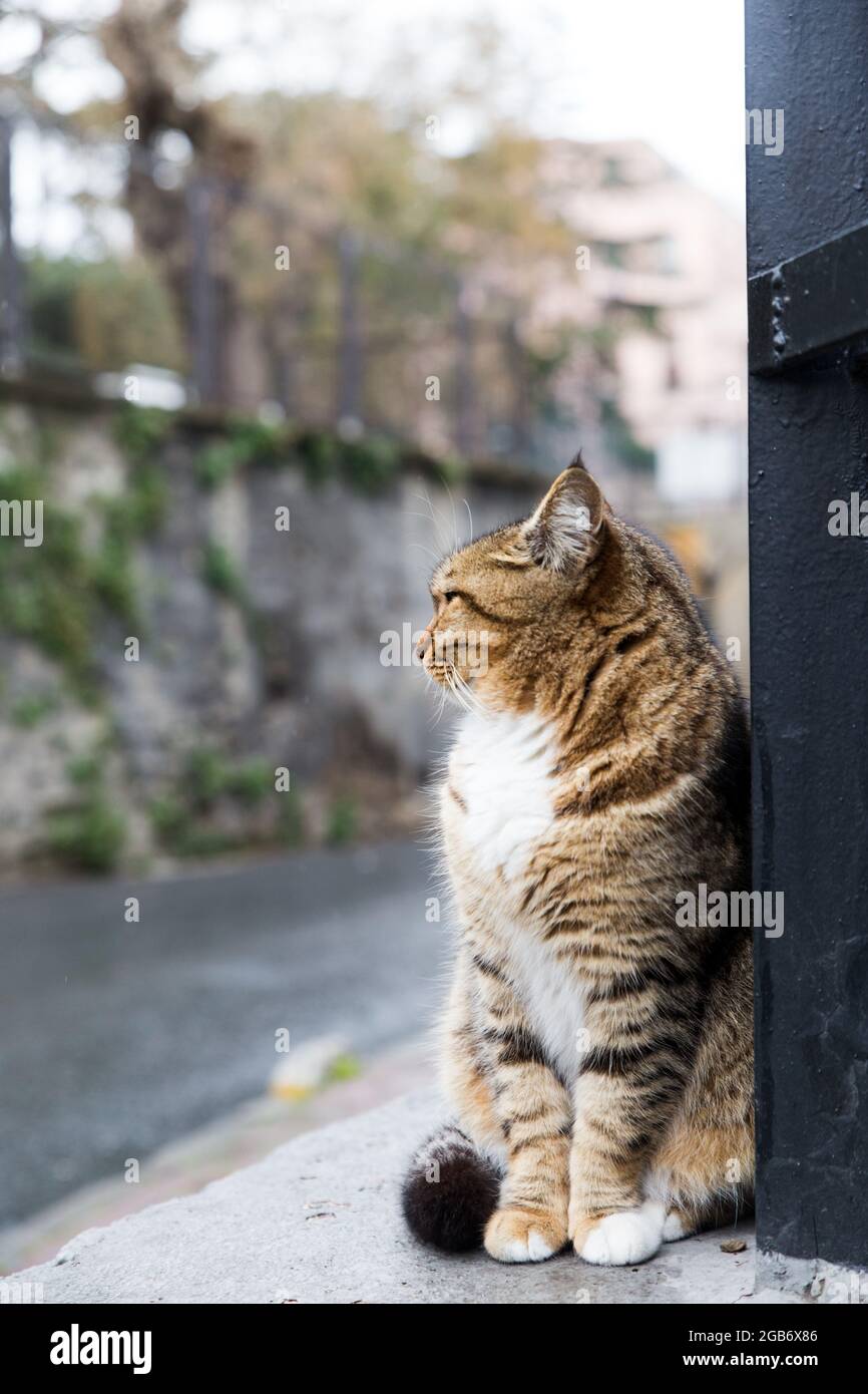 Outdoors portrait of a stray tabby striped cat with white chest,  looking away Stock Photo