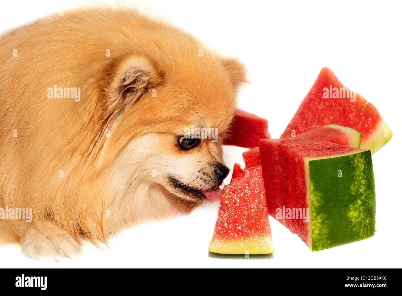 can dogs eat the white part of watermelon