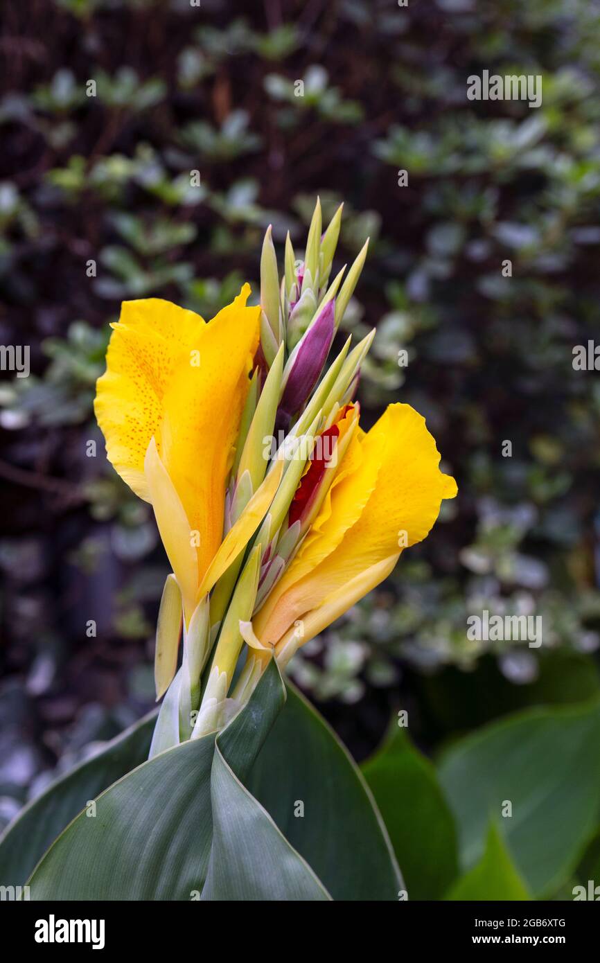 Close up of canna indica hybrid cleopatra flower with strong bokeh in the background. Stock Photo