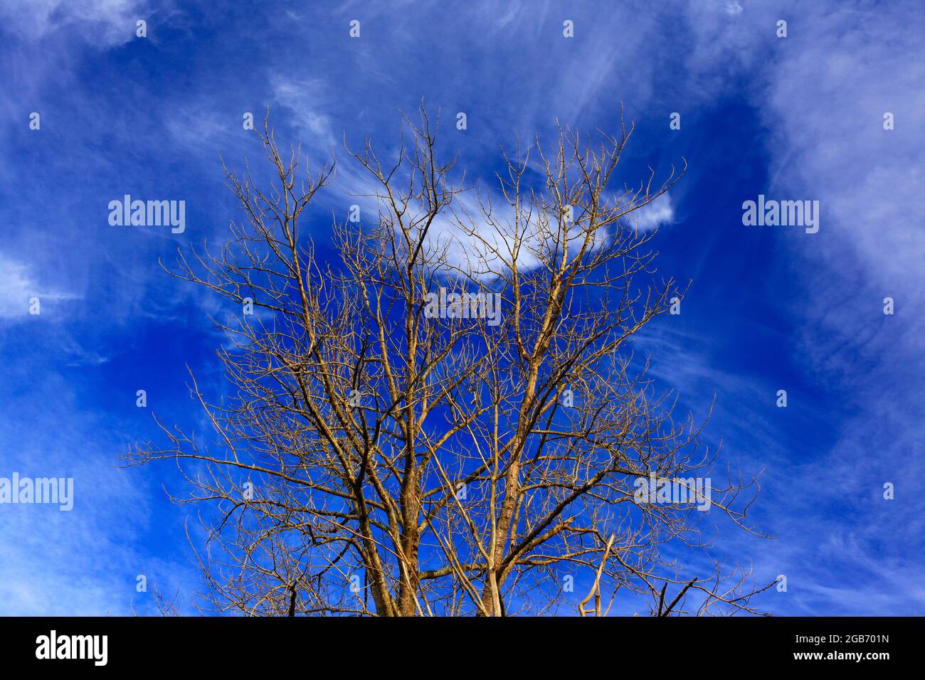 a exterior picture of an Pacific Northwest forest with old growth aCottonwood tree Stock Photo