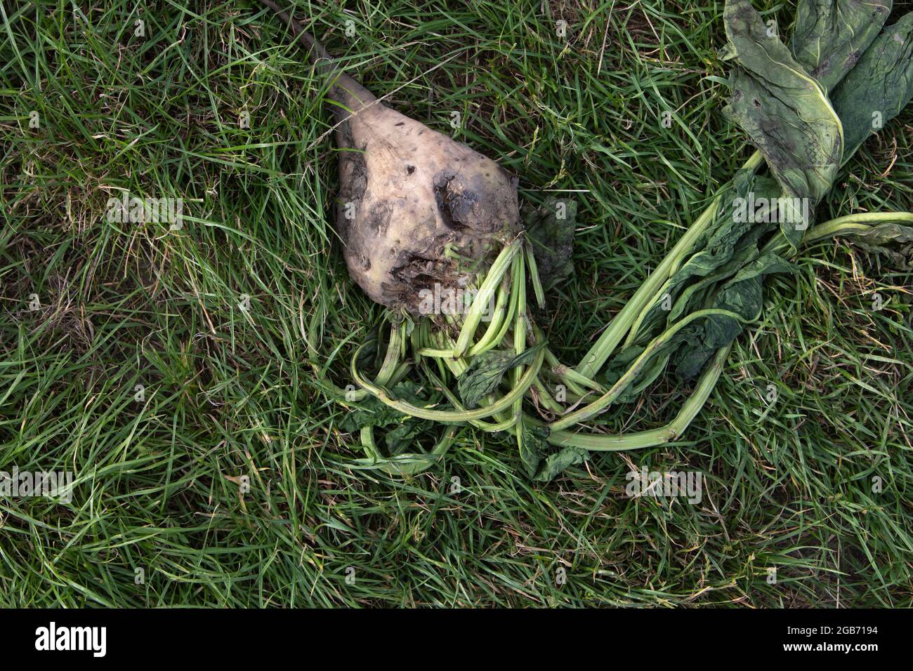 pulled out beet lies on grass Stock Photo