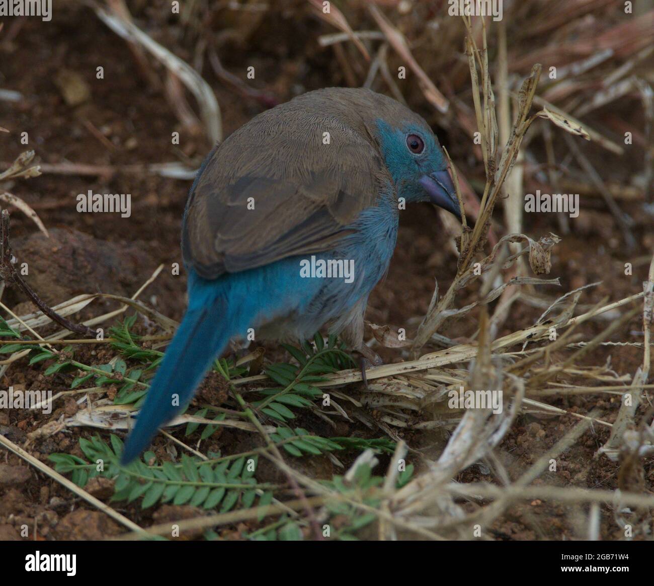 Closeup of colorful Red-cheeked Cordon-bleu (Uraeginthus bengalus) bird Lake Tana, Gorgora, Ethiopia. Stock Photo