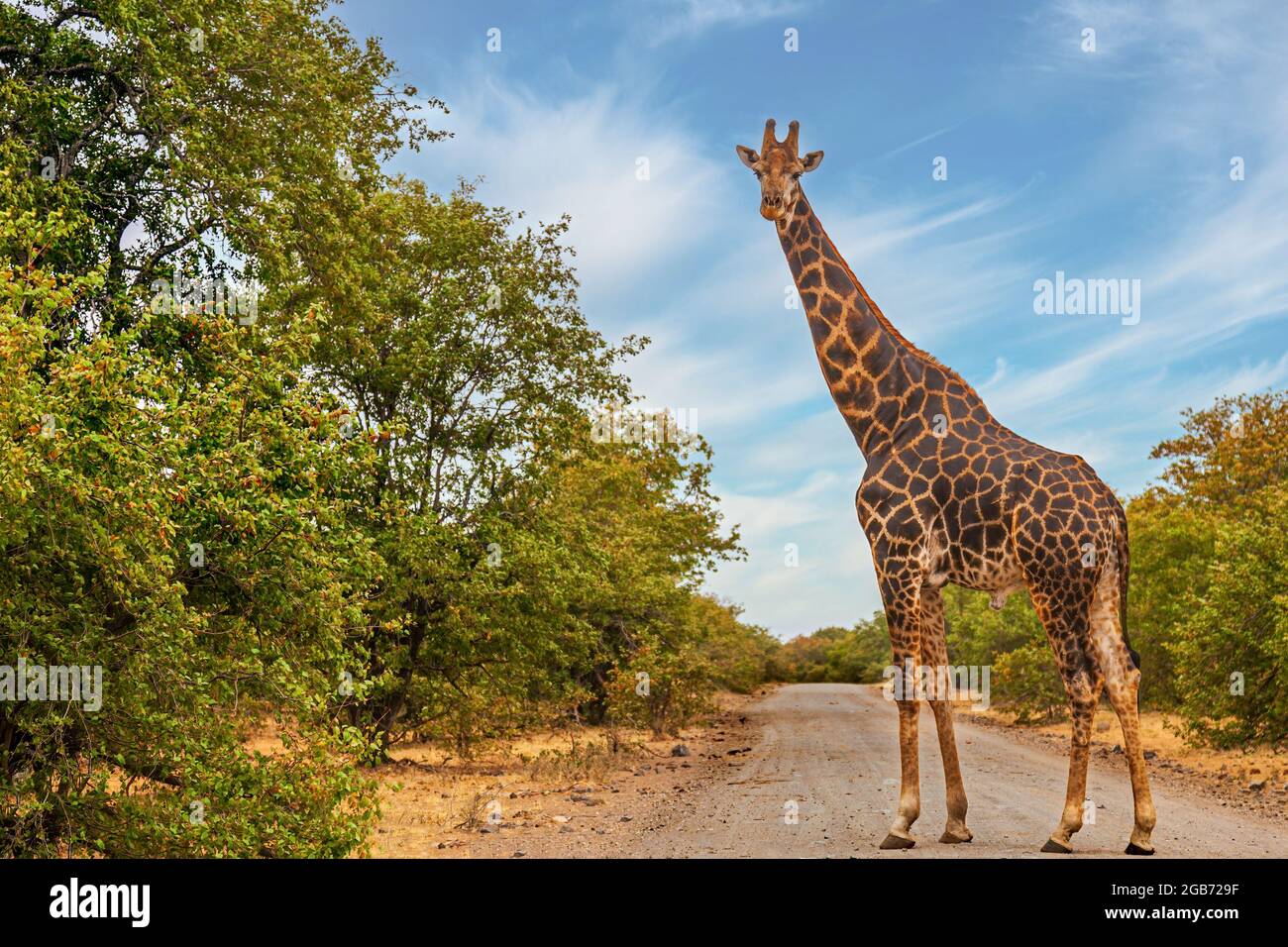Safari south africa giraffe hi-res stock photography and images - Alamy