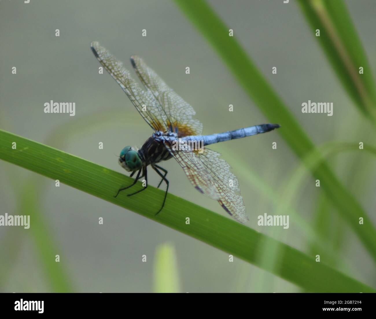 Dragonfly and damselflies hi-res stock photography and images - Alamy