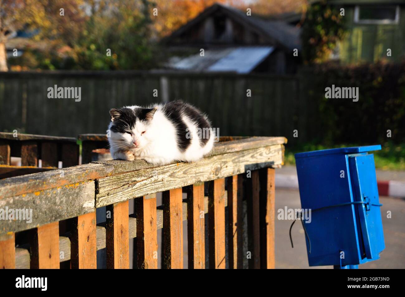 A small cat sitting on the fence Stock Photo - Alamy