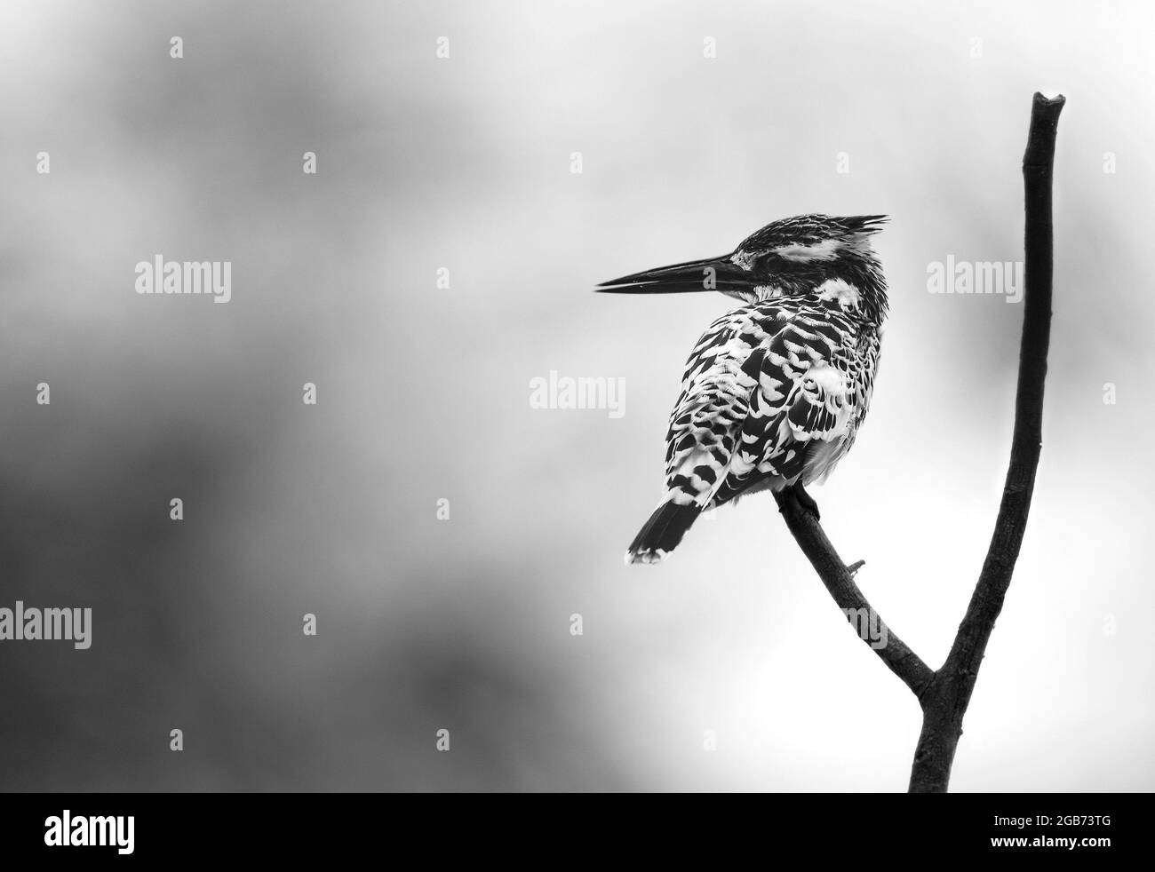 Kingfisher Black and White Stock Photos & Images - Alamy