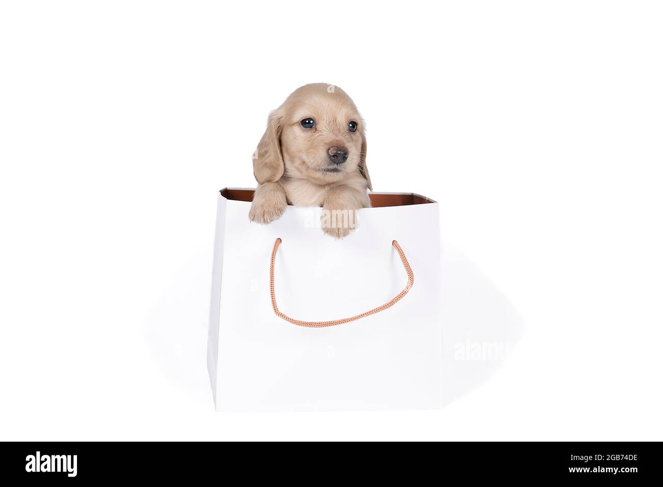 One  blonde longhaired  Dachshund dog pup in a shoppingbag isolated on a white background Stock Photo