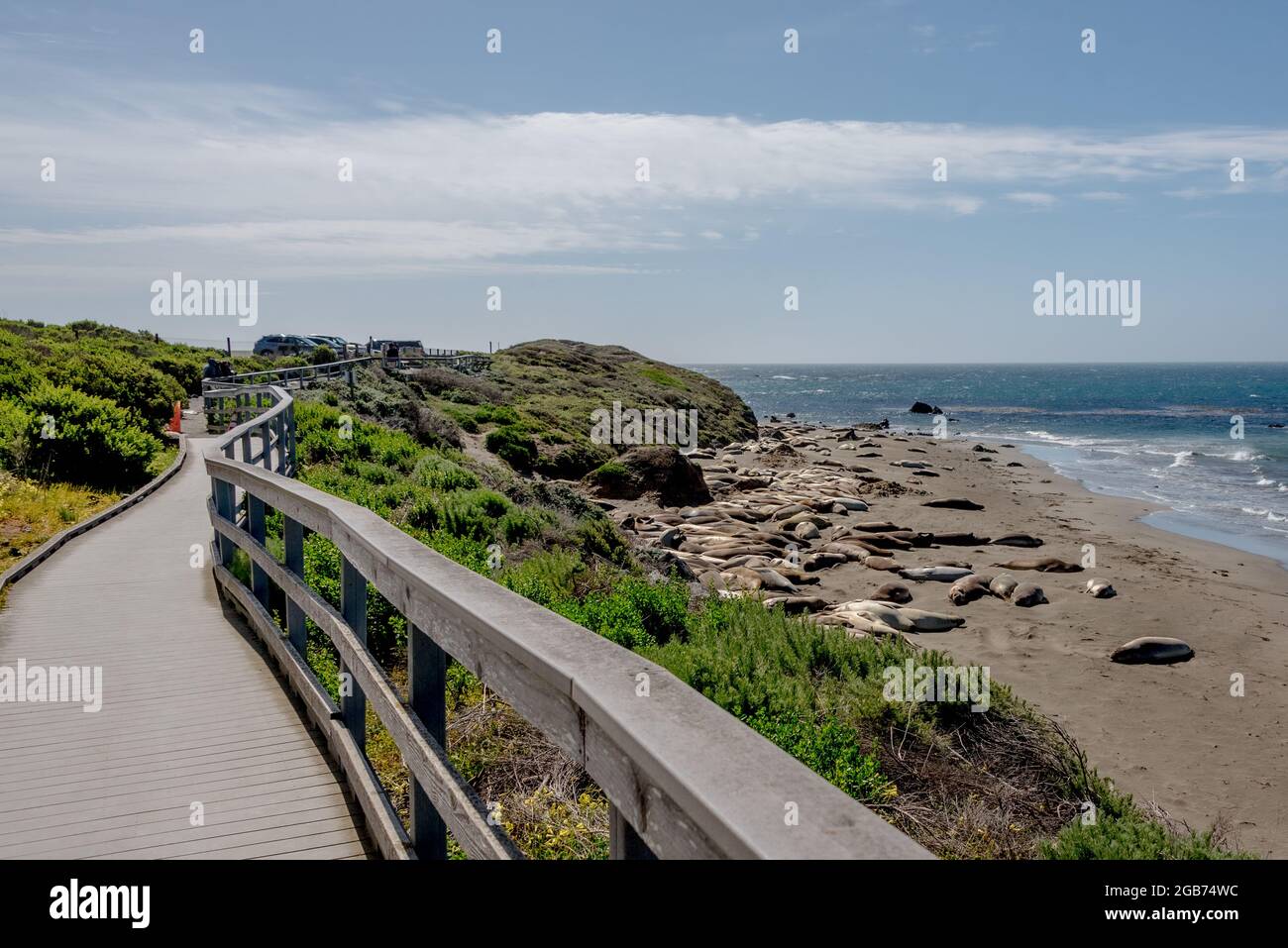 The elephant seal vista trail with boardwalk with view overlooking the elephant seals of the PIedras Blancas colony on California's Central Coast. Stock Photo