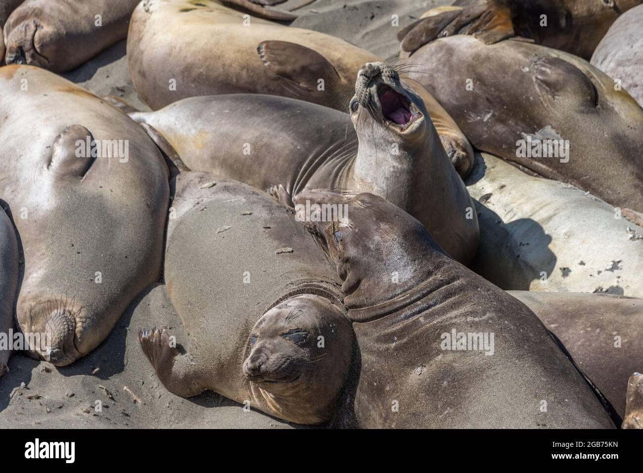 A loud mouth juvenile elephant seal barks as others beside him rest, one appears to find it humorous by the look on her face. Piedras Blancas rookery. Stock Photo