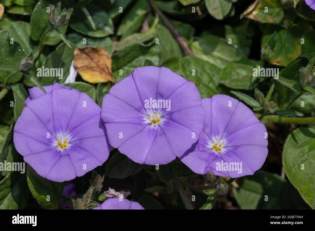 Close up of a ground blue convolvulus (convolvulus sabatius) flowers in bloom Stock Photo