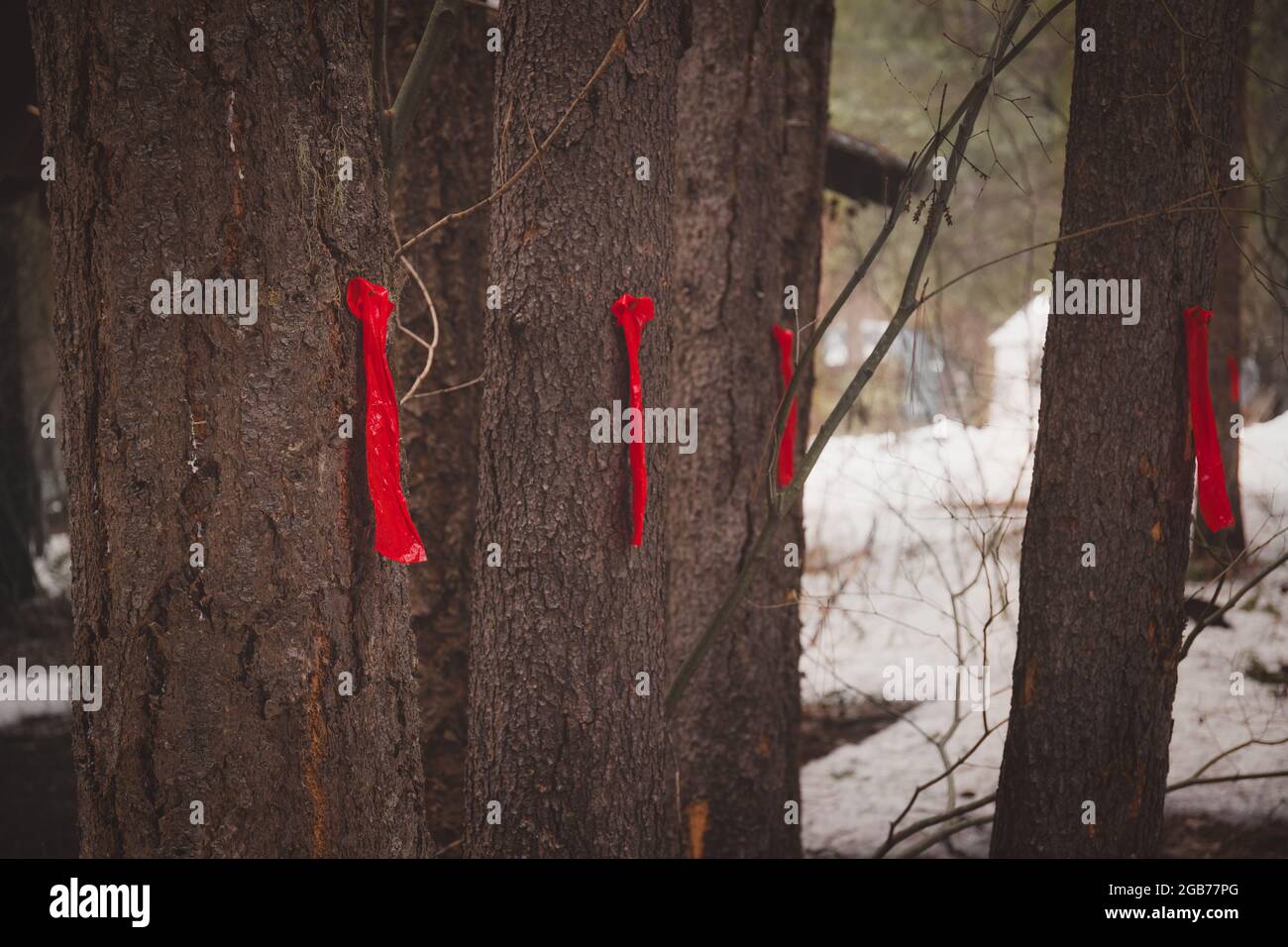 Fir Trees Marked for Removal with Red Flags Stock Photo