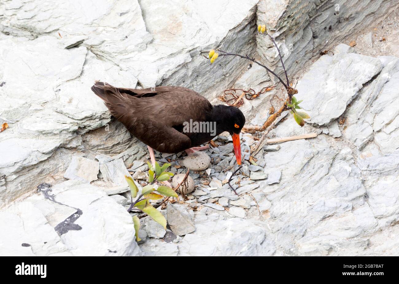 Black Oystercatcher at Nest Two Eggs Stock Photo Alamy