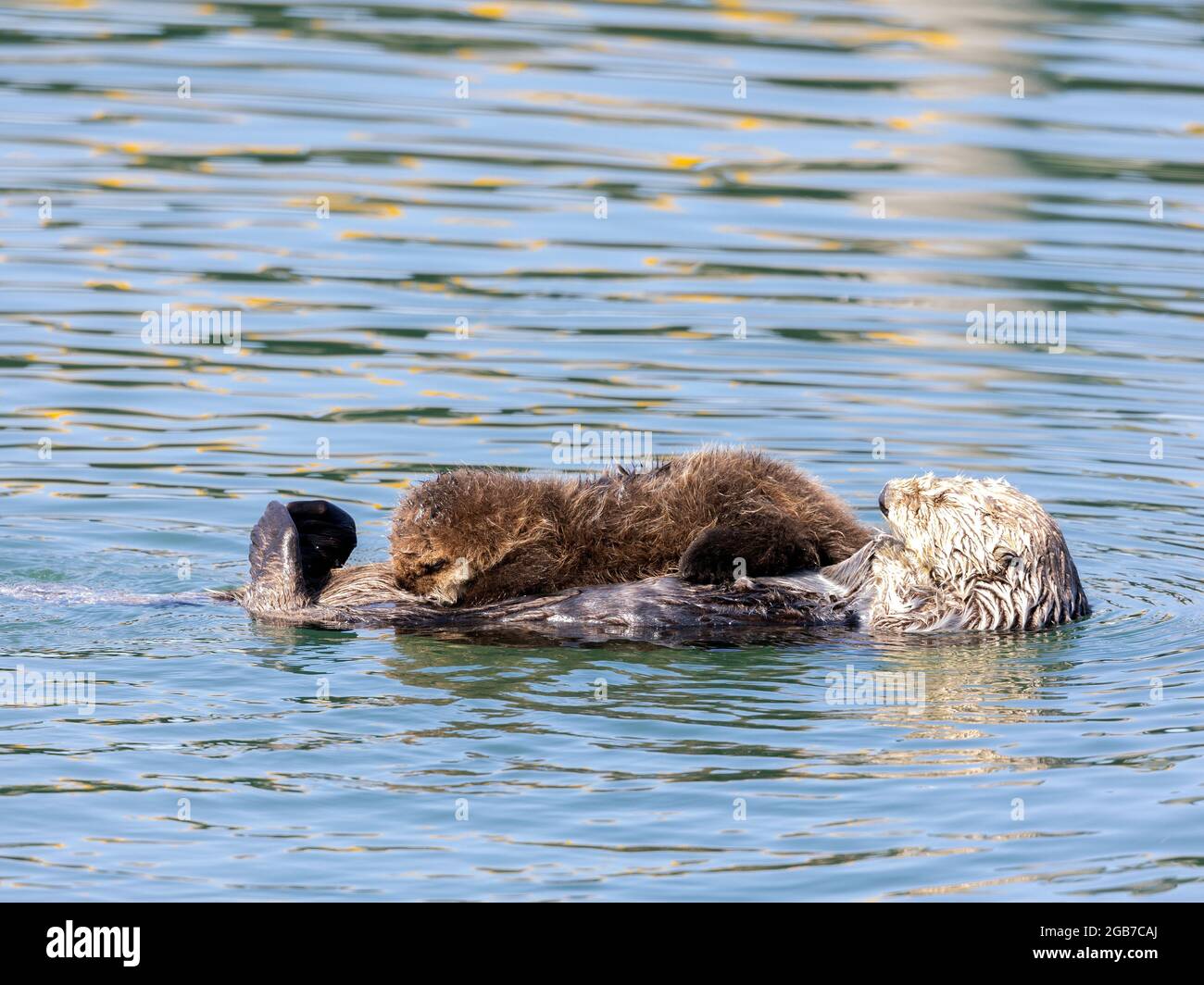 Sea Otter Pup Nursing Stock Photo - Alamy