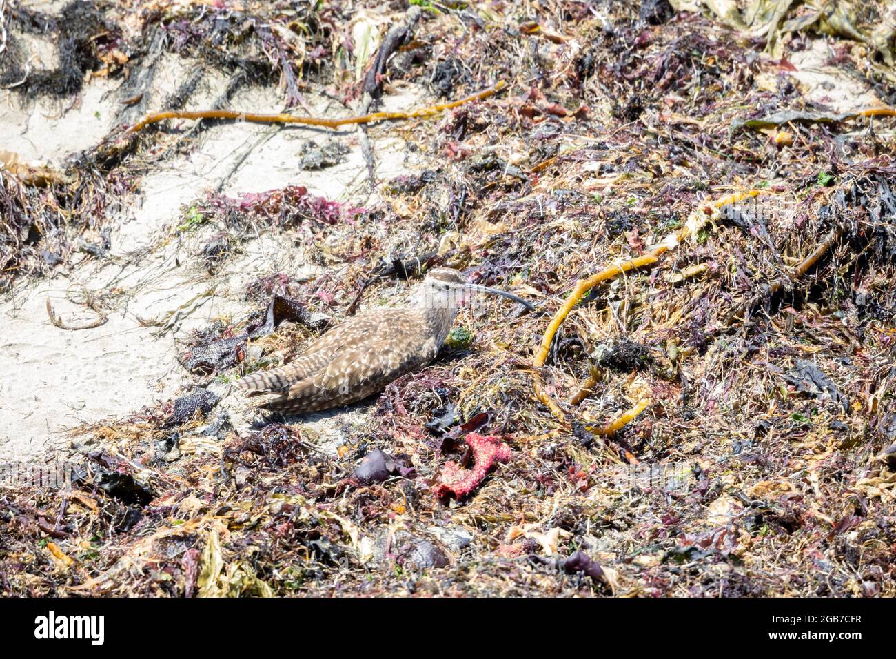 Whimbrel Lying in Seaweed on Beach Stock Photo