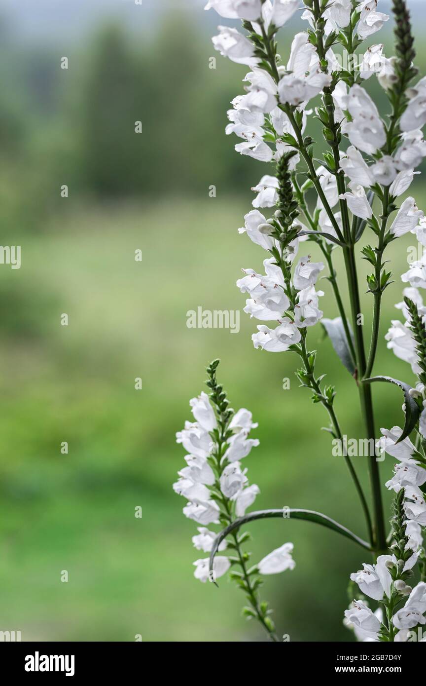Flowering plant Physostegia virginiana alba. Garden plant with white flowers. Copy space. Vertical crop. Stock Photo