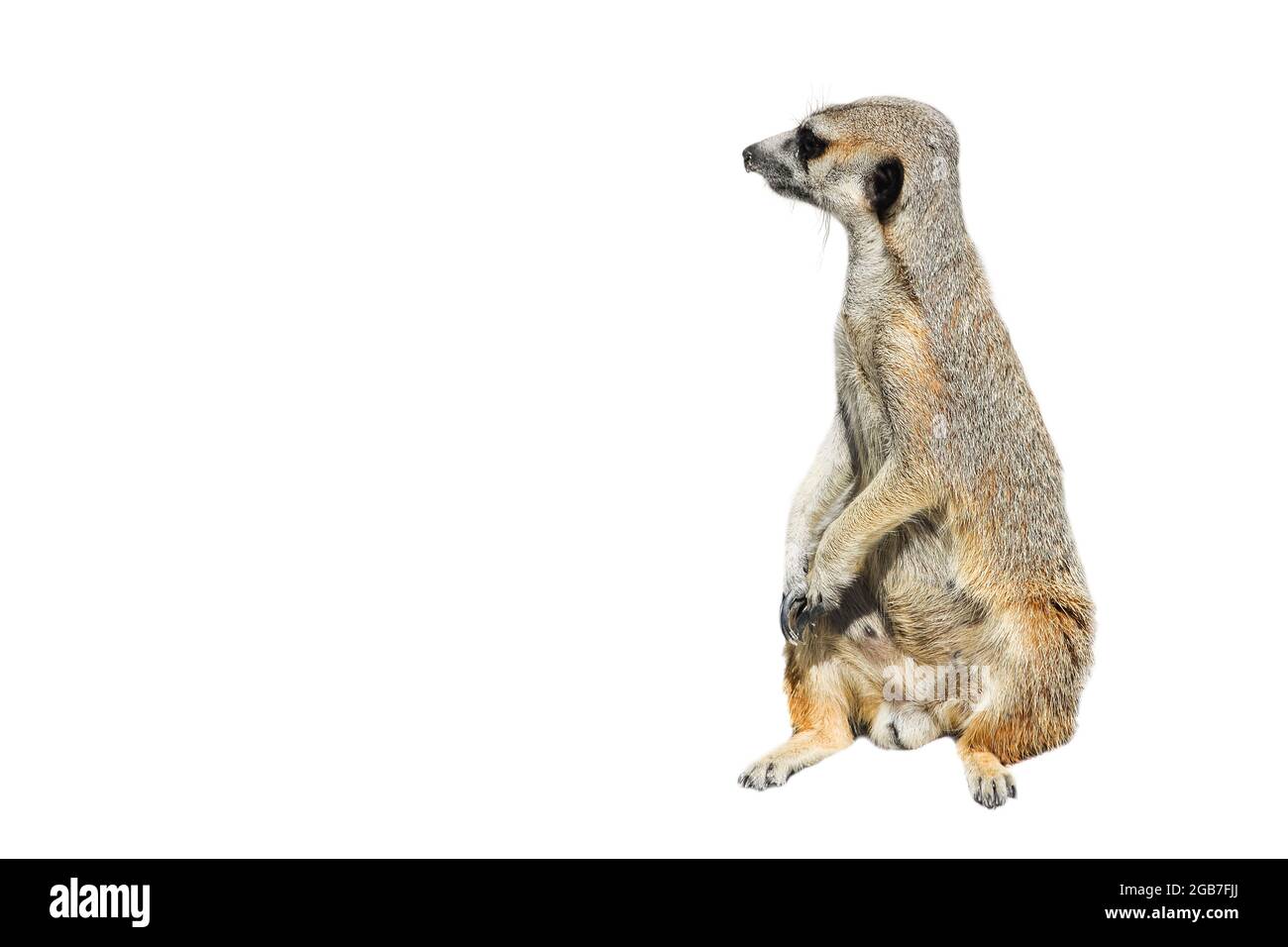 Suricate Funny High Resolution Stock Photography And Images Alamy Suricate Funny High Resolution Stock Photography And Images Alamy
