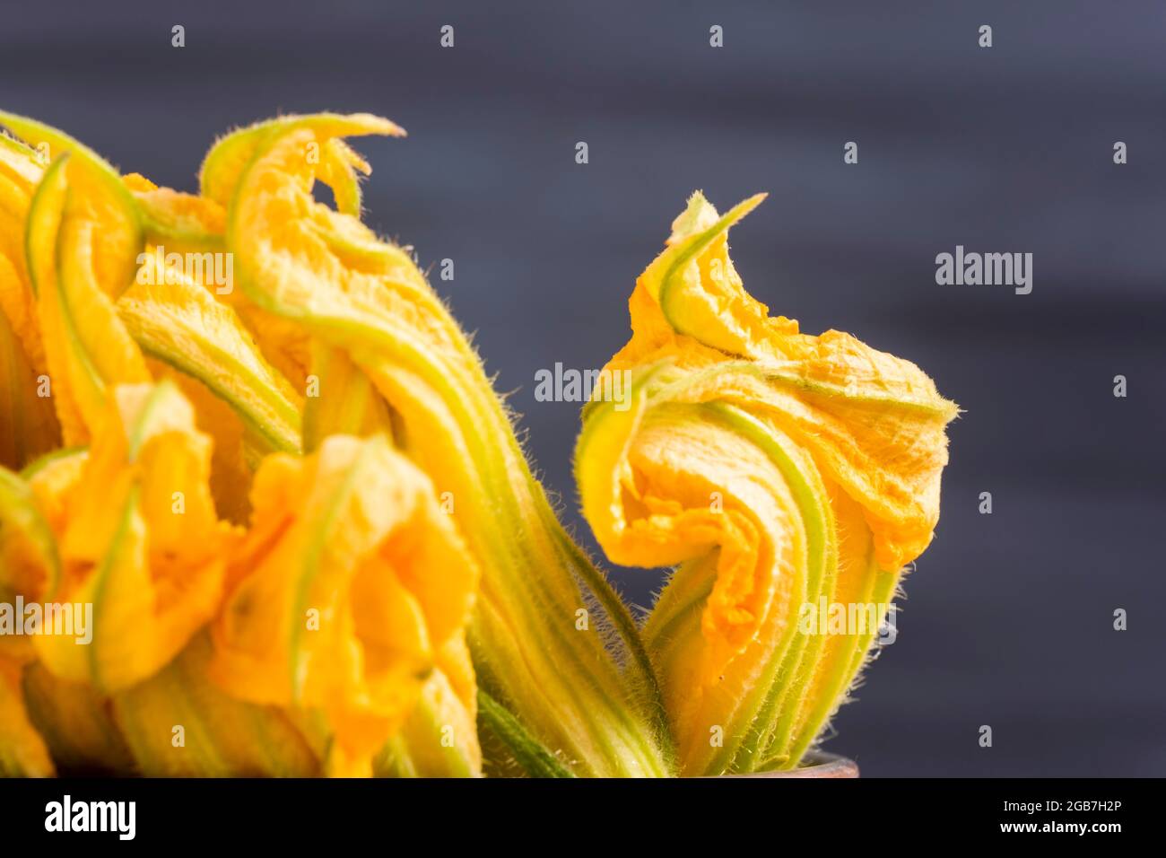 Raw zucchini flower concept: Fine dining cuisine of edible fresh and organic flowers. Healthy lifestyle ingredients. Extreme close-up raw food Stock Photo
