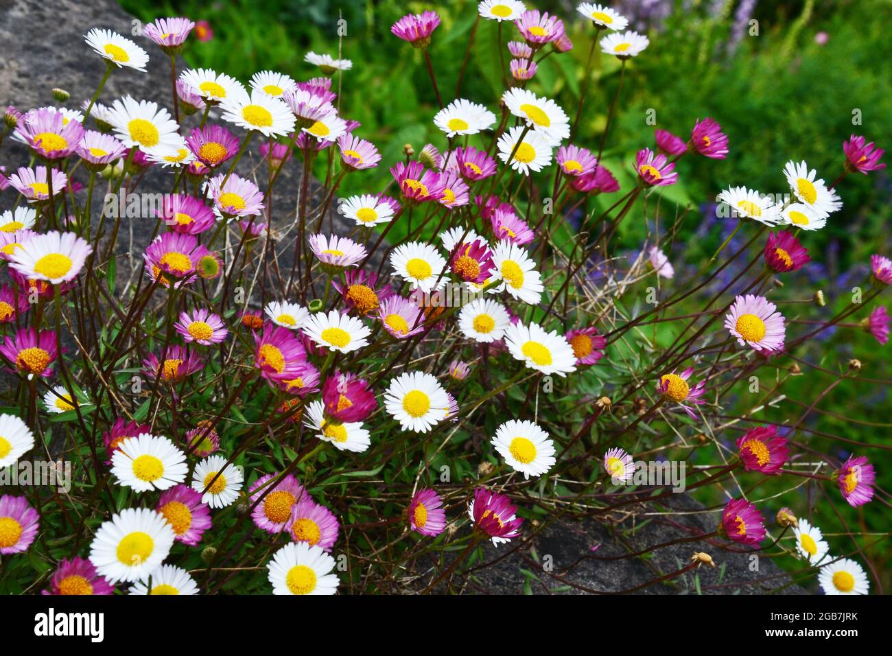 Pink and white daisies in a British garden, UK Stock Photo