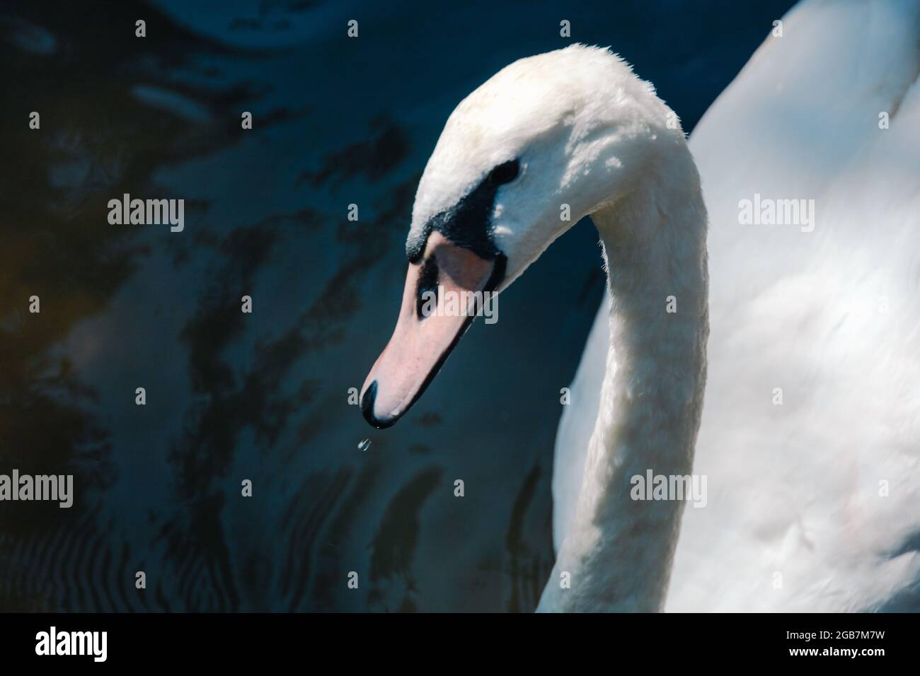 detail of a white swan's head furrowing over the water with copy space on a sunny day Stock Photo