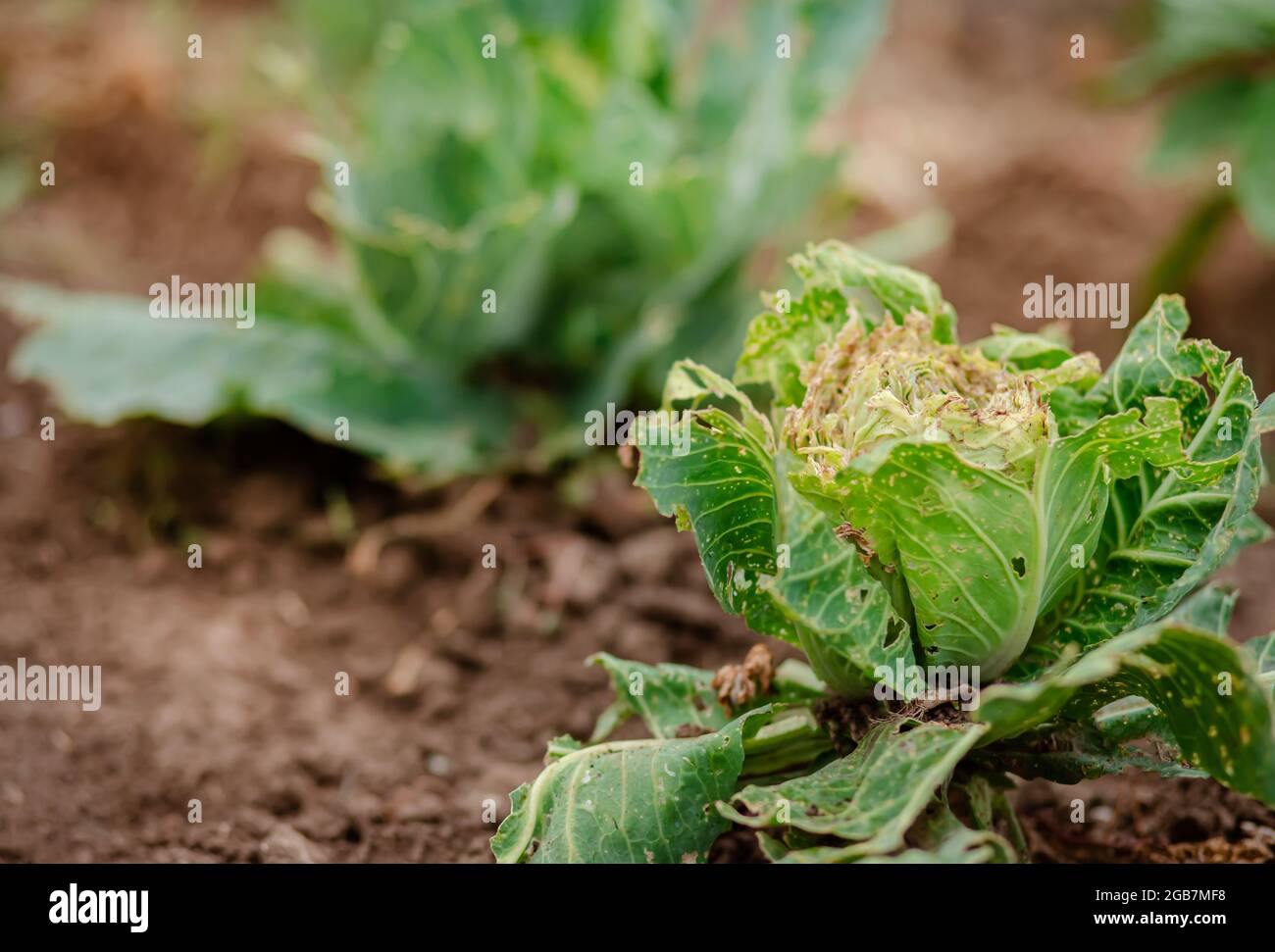 Closeup of cabbage damaged by pests. Head of cabbage and cabbage