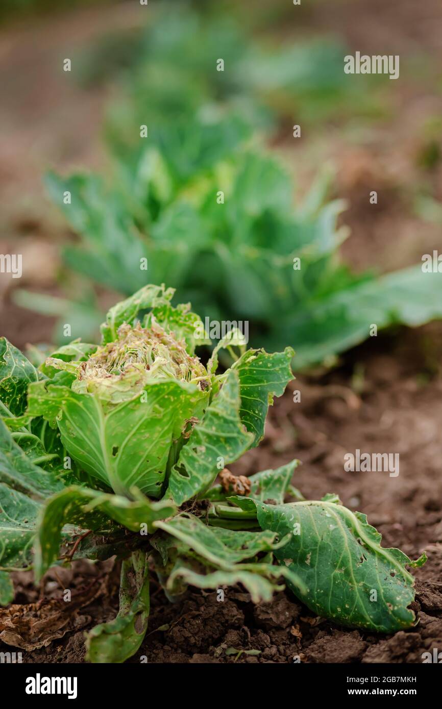 Closeup of cabbage damaged by pests. Head of cabbage and cabbage