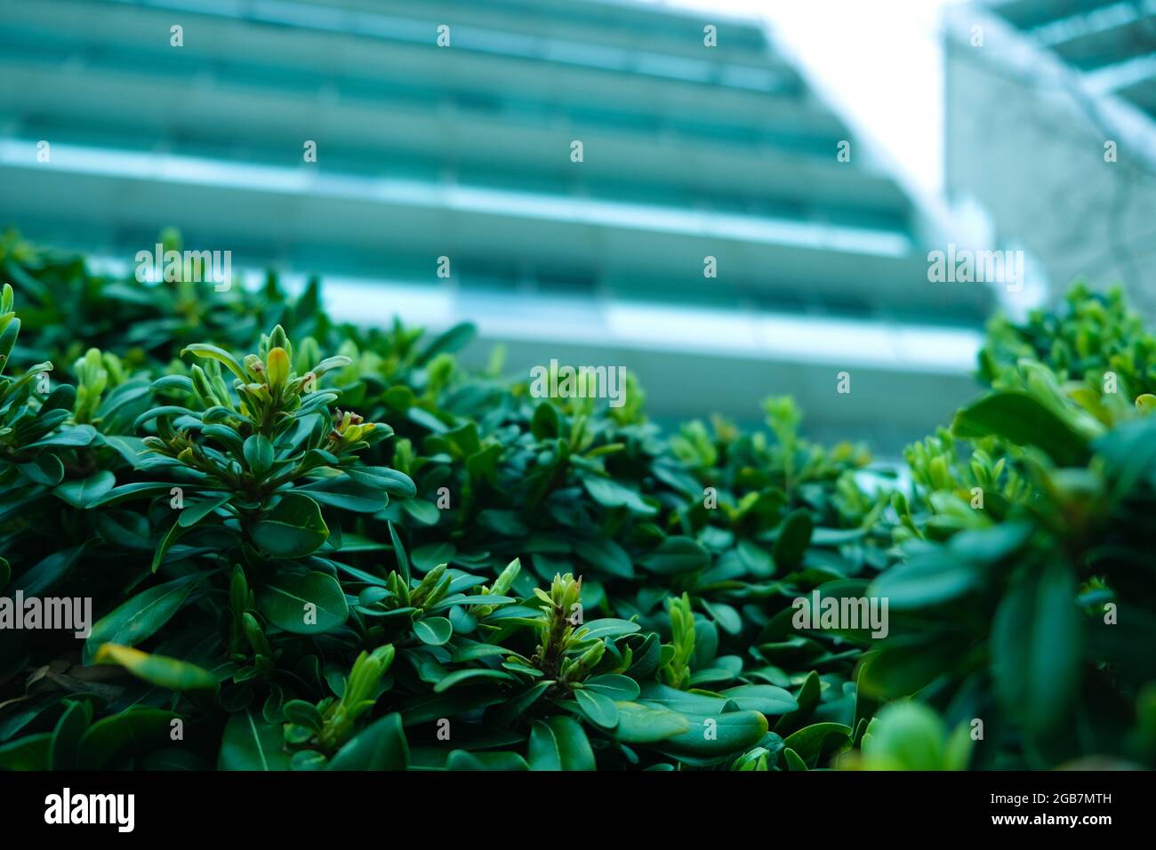 Green patterned background, Natural background and wallpaper Stock Photo