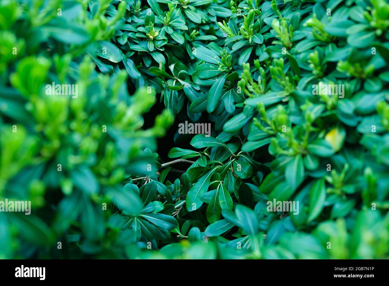 Green patterned background, Natural background and wallpaper Stock Photo