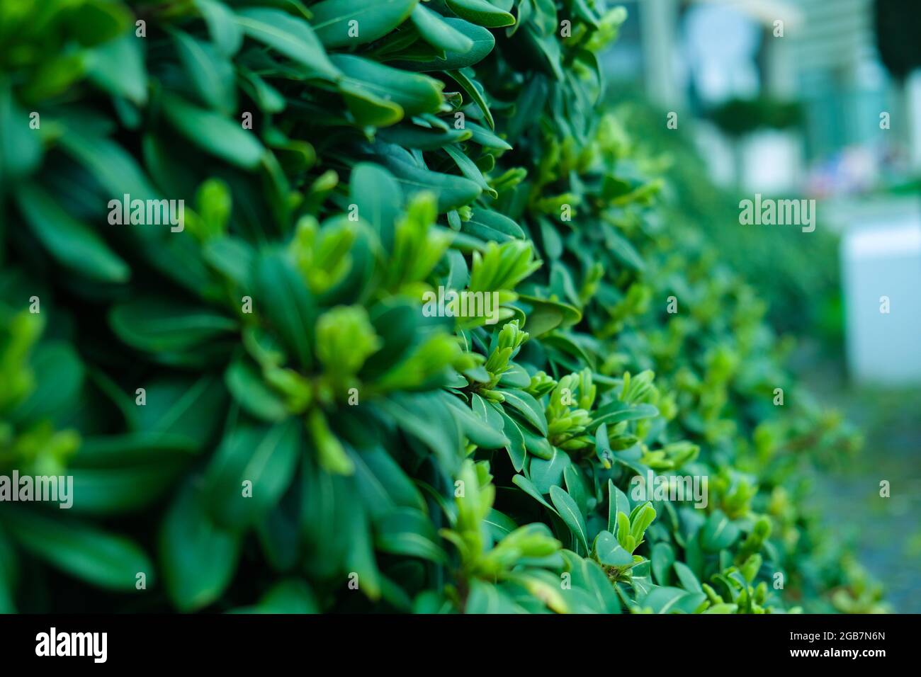 Green patterned background, Natural background and wallpaper Stock Photo