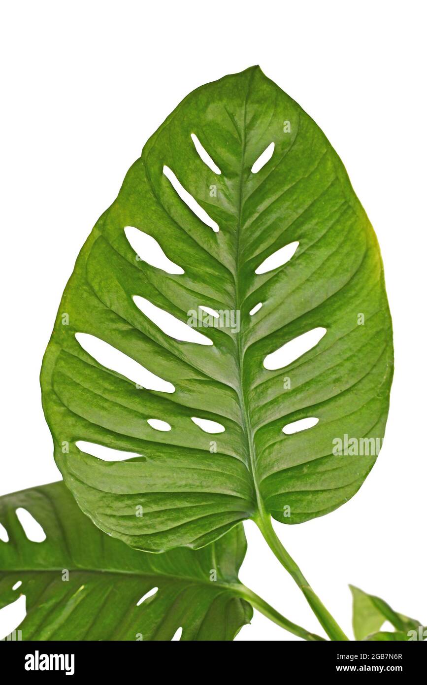Leaf of exotic 'Monstera Adansonii'  houseplant with holes isolated on white background Stock Photo