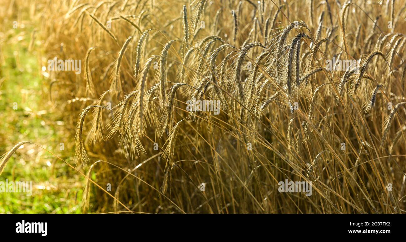 Wheat field in pampas landscape, La Pampa Province, Patagonia, Argentina. Stock Photo