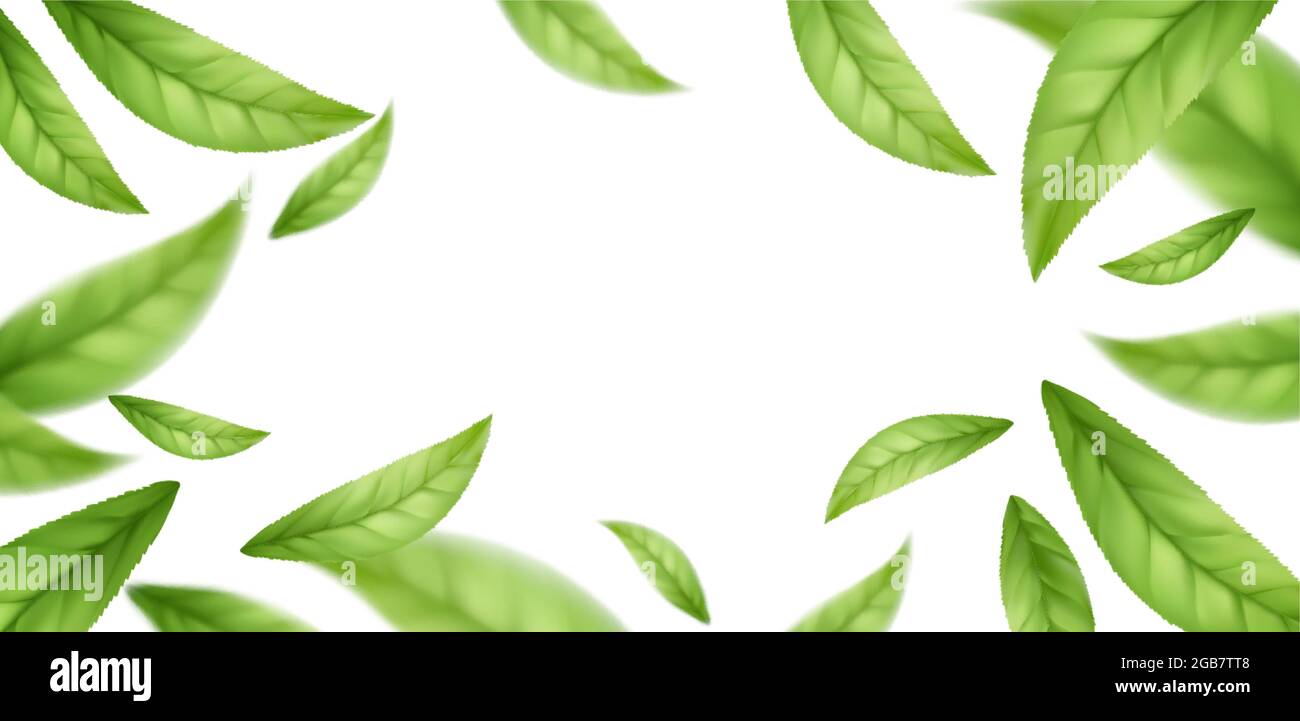 Realistic flying falling green tea leaves isolated on white background