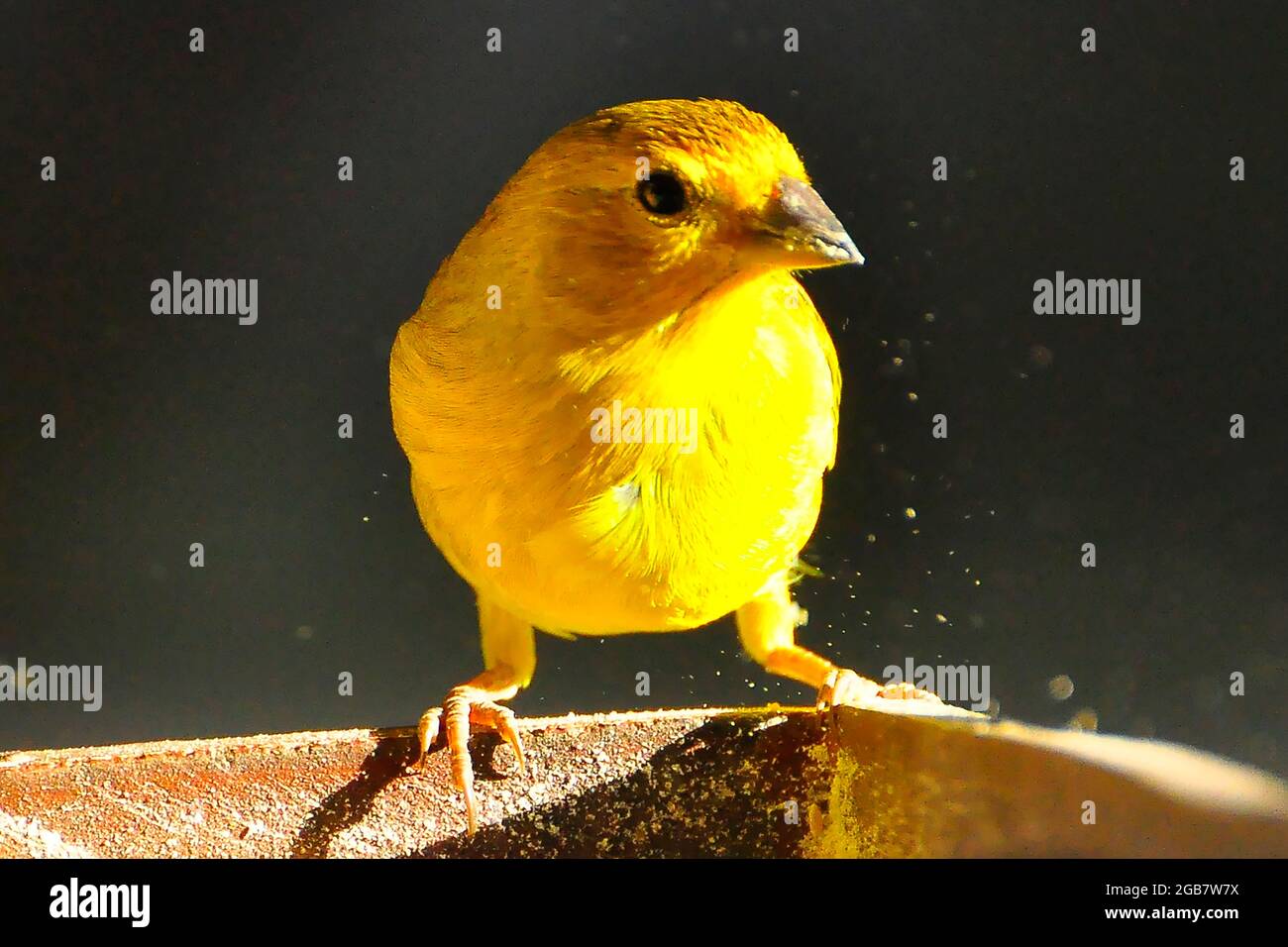The saffron finch (Sicalis flaveola) is a bird from South America Stock Photo