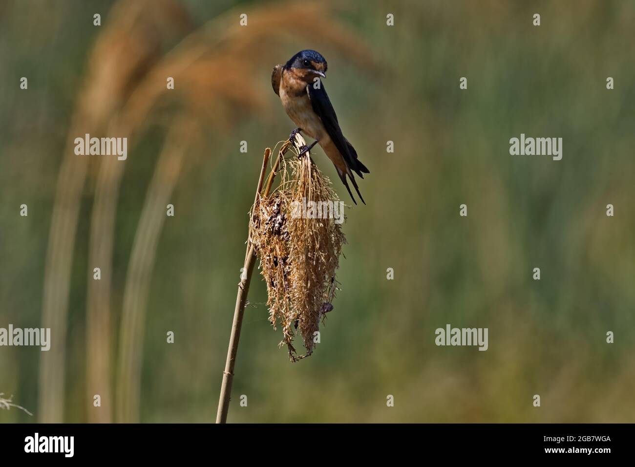 Selected focus on Barn Swallow perched on dry, golden grass with bokeh background at Bear River Migratory Bird Refuge in Utah. Stock Photo