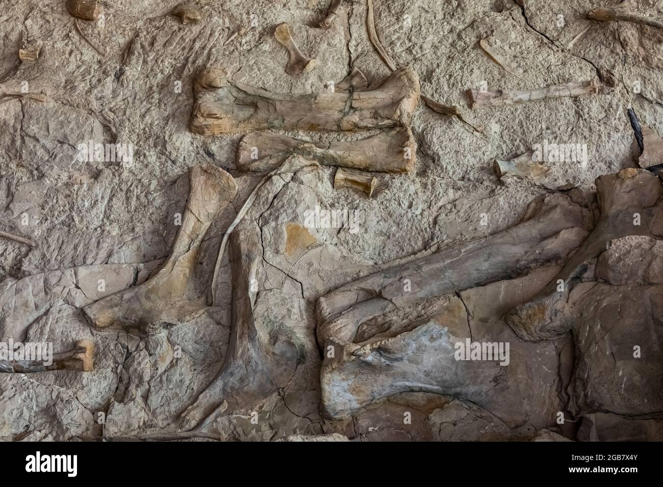 Excavating dinosaur bones hi-res stock photography and images - Alamy