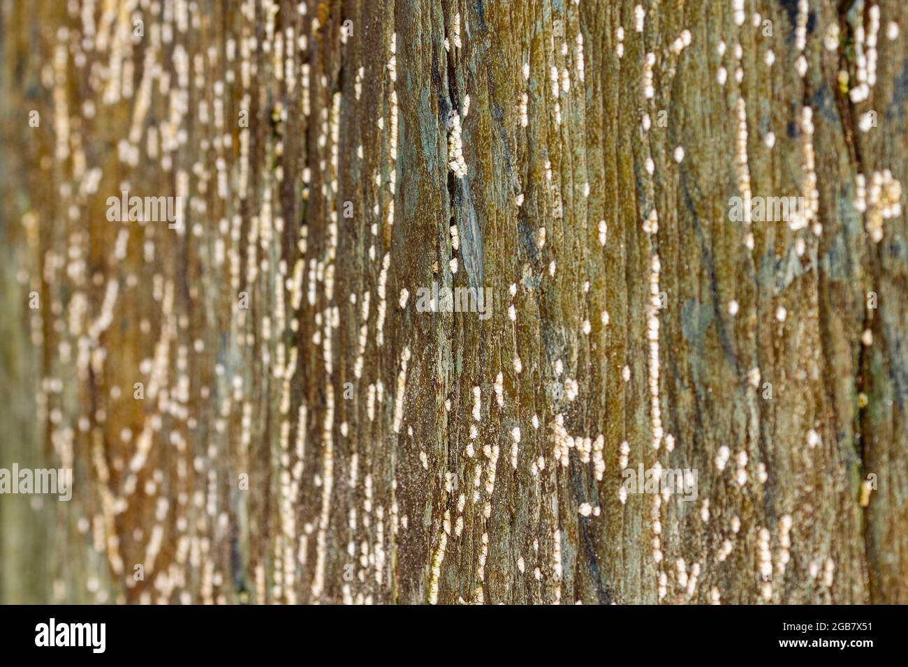 Welsh slate and barnacles intertidal zone Pembrokeshire Stock Photo