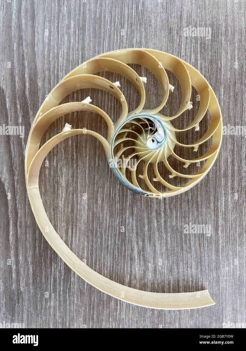 Nautilus Shell Symmetry Fibonacci Half Cross Section Spiral Golden Ratio Structure Growth Close Up Pompilius Nautilus Stock Photo Photograph Stock Photo Alamy