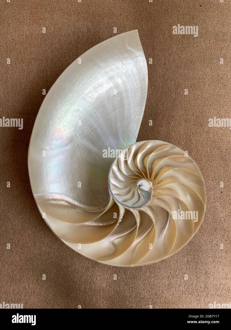 Nautilus Shell Symmetry Fibonacci Half Cross Section Spiral Golden Ratio Structure Growth Close Up Pompilius Nautilus Stock Photo Photograph Stock Photo Alamy