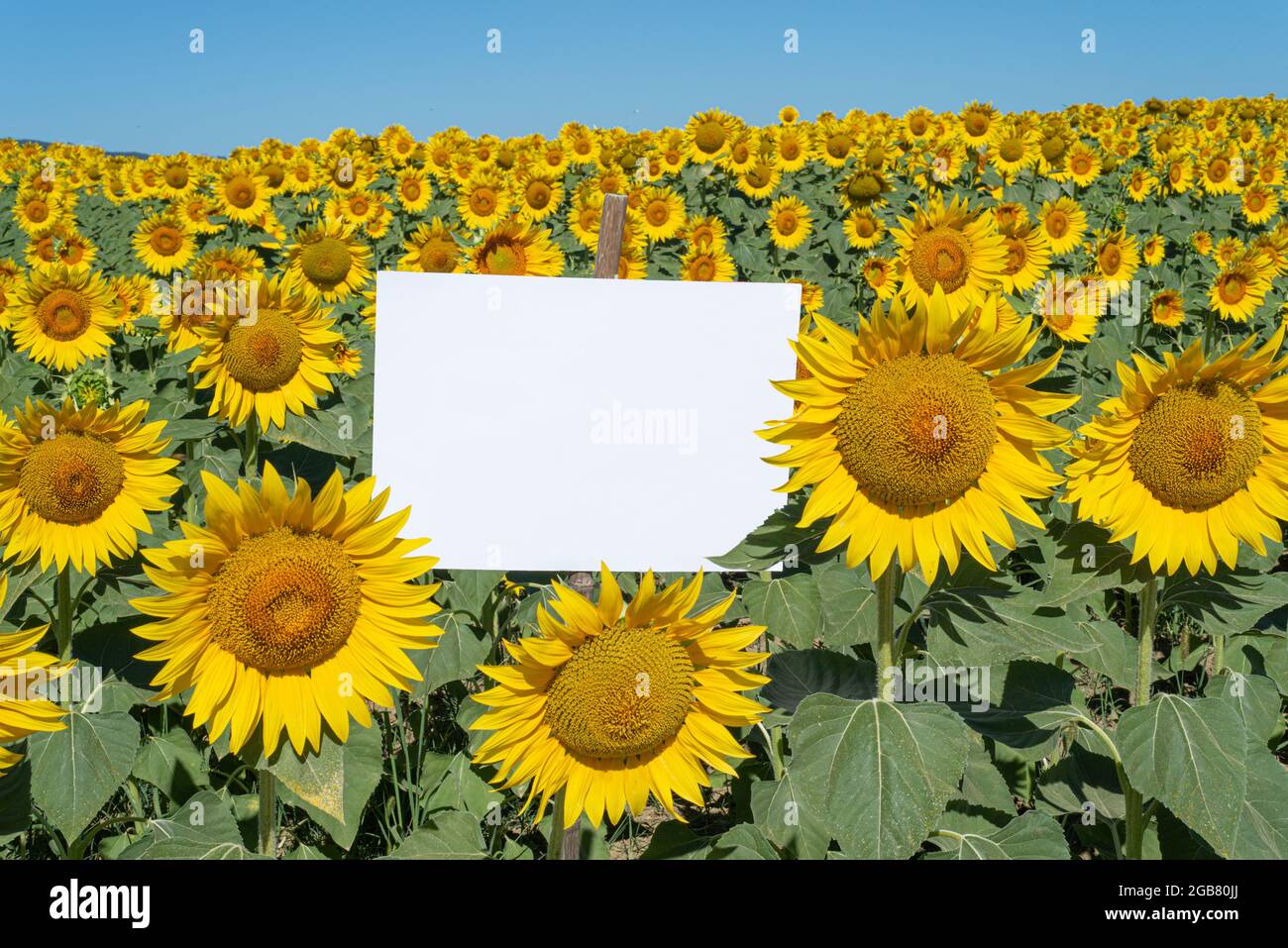 Summer stationery mock-up scene. Blank signboard among a beautiful flowery sunflower field. Concept of joy, party and summer wedding. Copy space Stock Photo