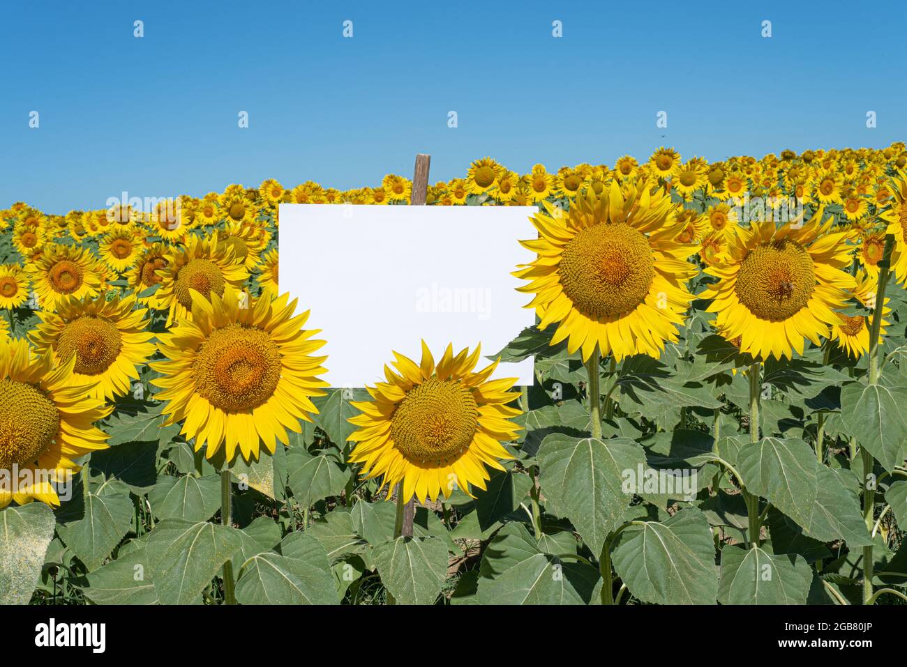 Summer stationery mock-up scene. Blank signboard among a beautiful flowery sunflower field. Concept of joy, party and summer wedding. Copy space Stock Photo
